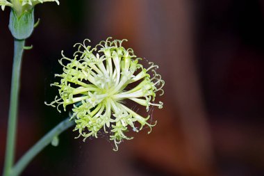 Çiçek çiçek, güzel çiçek bahçesinde, yakın çekim.