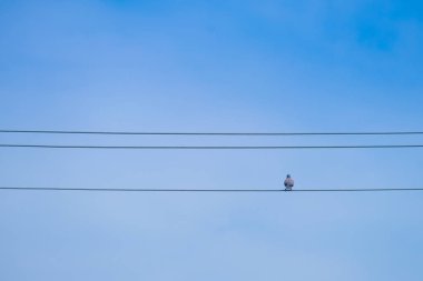 bir kablo üzerinde tünemiş güvercin güvercin elektrikli tel ve mavi gökyüzü arka plan