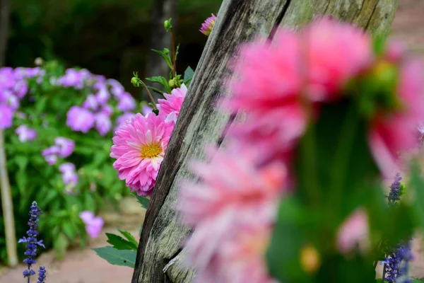 Dahlia Květiny Kvetoucí Květiny Krásné Květiny Zahradě Zblizka — Stock fotografie