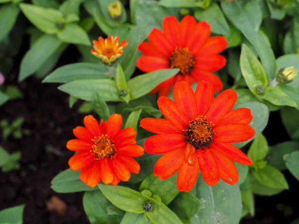 Zinnia Angustifolia Zinnia Flores Florecientes Hermosas Flores Jardín Cerca — Foto de Stock