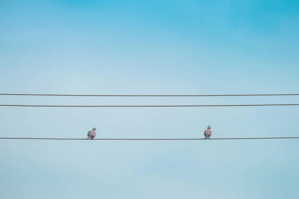 電線と青い空を背景に鳩は ケーブルの上に腰掛けて — ストック写真