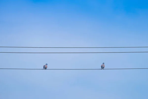 電線と青い空を背景に鳩は ケーブルの上に腰掛けて — ストック写真