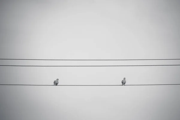 電線と灰色の背景に鳩は ケーブルの上に腰掛けて — ストック写真