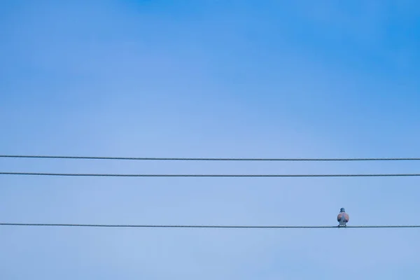 電線と青い空を背景に鳩は ケーブルの上に腰掛けて — ストック写真