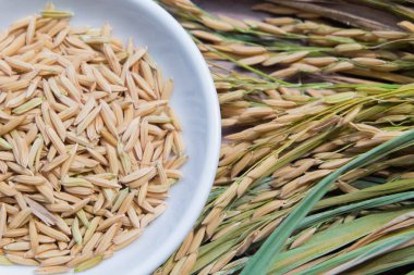 Organik çeltik tohumu, kulak pirinç arka plan, sağlıklı gıda Unmilled pirinç.