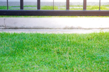 Yeşil çim arka plan, yeşil çim desen dokulu arka plan, üstten görünüm.