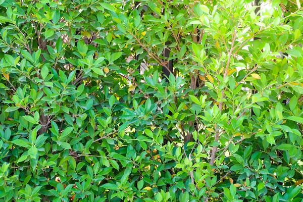绿叶背景 树枝和绿叶 自然墙壁纹理 — 图库照片