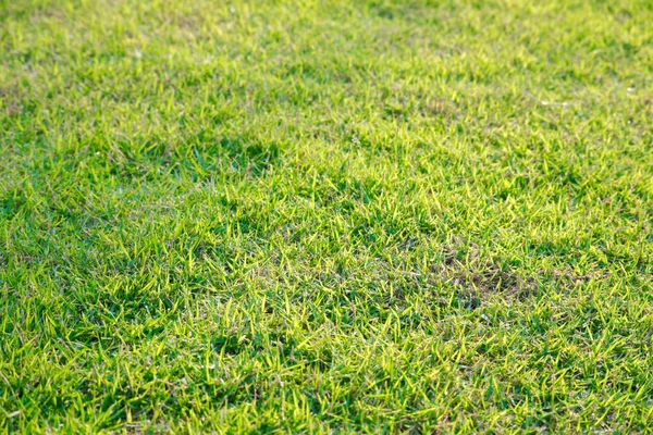 Grünes Gras Hintergrund Grüner Rasen Muster Strukturierten Hintergrund Ansicht Von — Stockfoto