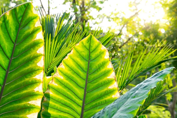 Arka plan yeşil yapraklar, dallar ve yeşil yaprakları doğal duvar doku.