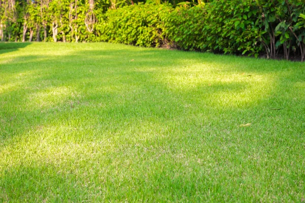 绿草背景 绿色草坪图案纹理背景 顶视图 — 图库照片