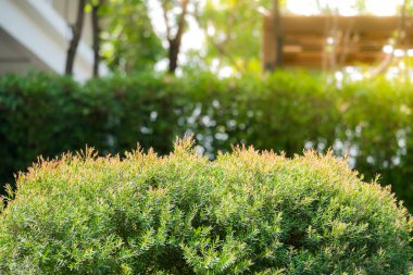 Bokeh arka plan, öğleden sonra parlak yeşil çalılar yeşil yaprakları.