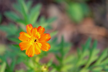 Kükürt Cosmos veya Bahçe, kopya alanı metin için sarı evrende.