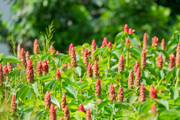 Costus woodsonii çiçek Bahçe, kırmızı düğme zencefil çiçek.