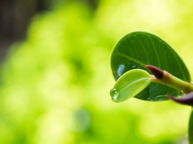 kopya alanı ile yeşil yapraklarda su damlaları.
