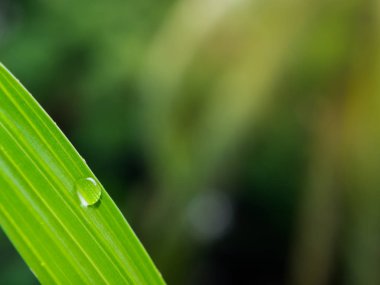 kopya alanı ile yeşil yaprak üzerinde su damlaları.