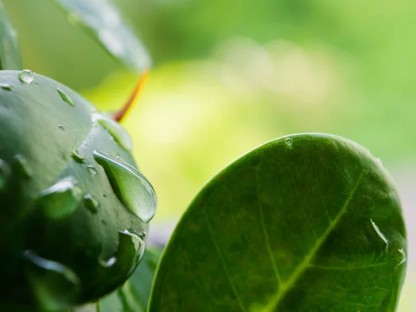 Gotas Agua Hoja Verde Con Fondo Bokeh — Foto de Stock