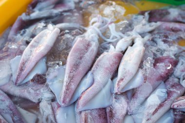 Tatlı taze kalamar, kalamar buz piyasada satışa.