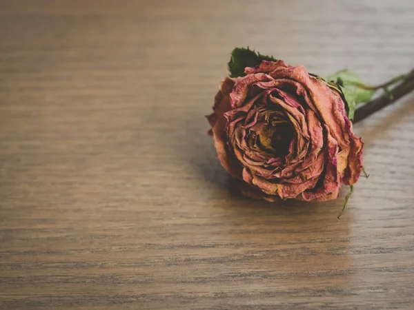Сушеные Розы Фоне Леса — стоковое фото