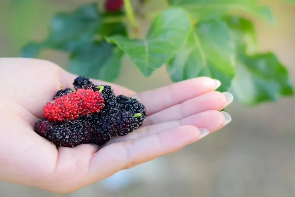 Frutas Frescas Morera Mano Morera Con Muy Útil Para Tratamiento — Foto de Stock