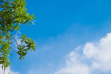 İlâ arıyorum yeşil yaprakları ile mavi gökyüzü arka plan.