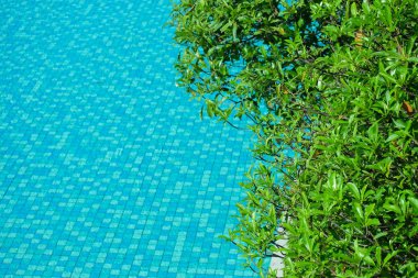 Yüzme Havuzu, metin için boş alan ile arka plan etrafında yeşil yaprakları ile su yüzeyi.