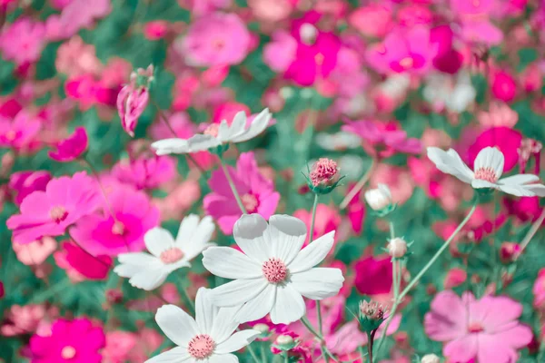 Cosmos Coloridos Jardín Flor Del Cosmos Plena Floración Paisaje Fondo —  Fotos de Stock