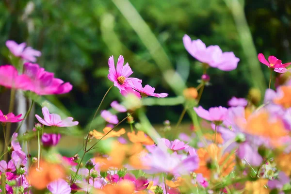 colorful cosmos in the garden, Cosmos flower in full bloom, Landscape of nature background.