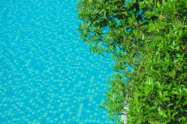 Yüzme Havuzu, metin için boş alan ile arka plan etrafında yeşil yaprakları ile su yüzeyi.