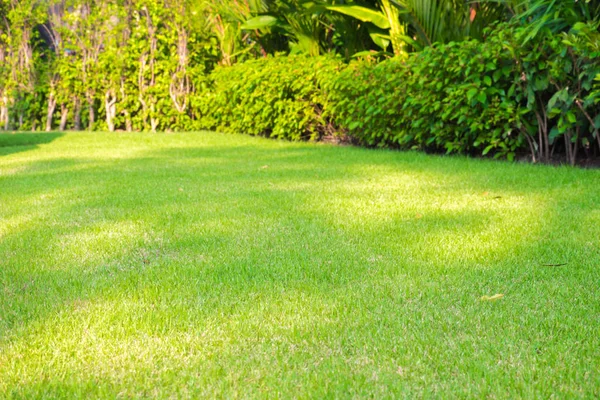 绿草背景 绿色草坪图案纹理背景 顶视图 — 图库照片