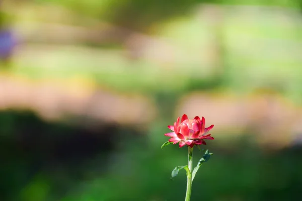 Primer Plano Flores Eternas Flores Paja Sobre Fondo Bokeh —  Fotos de Stock