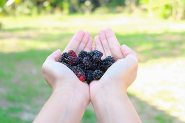 Taze dut meyve yandan dut ile tedavisi için çok yararlı ve çeşitli hastalıkları korumak. Organik taze, Olgun meyve.