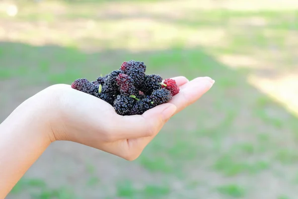 Verse Mulberry Fruit Daarentegen Mulberry Met Zeer Nuttig Voor Behandeling — Stockfoto
