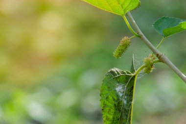 Taze dut meyve ağacı, dut ile üzerinde tedavisi için çok yararlı ve çeşitli hastalıkları korumak. Organik taze, olgunlaşmamış meyve.