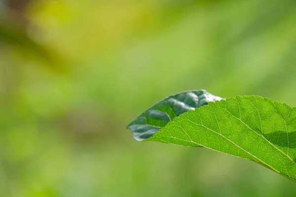 Hoja verde morera frutas sobre fondo bokeh, morera con muy útil para el tratamiento y protección de diversas enfermedades . — Foto de Stock