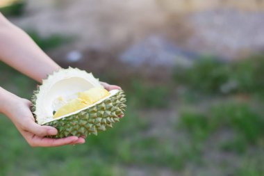 Asya genç kadın bir doğa arka plan taze durian tutan.