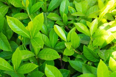 Yeşil Yapraklar arka plan, dalları ve yeşil yaprakları.