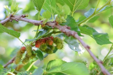 Ağaçta taze dut meyveleri,