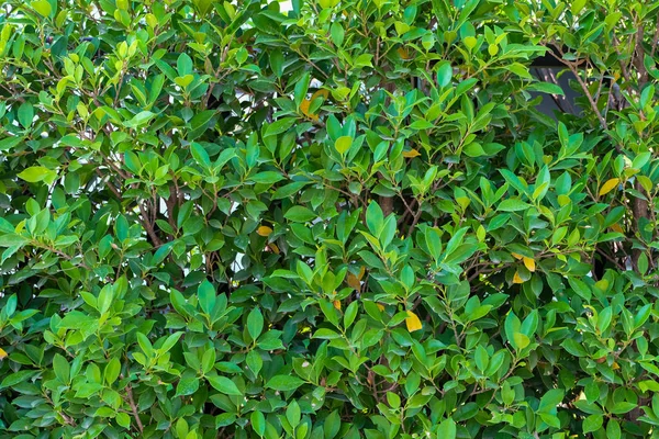 Groene bladeren achtergrond, takken en groene bladeren. — Stockfoto