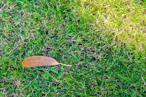 Verde sfondo erba, verde prato modello strutturato sfondo . — Foto Stock