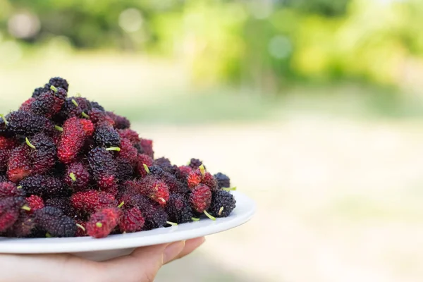 Mujer joven asiática sosteniendo frutas frescas de morera con muy útil — Foto de Stock