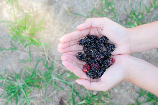 Frutas frescas de mora a mano , — Foto de Stock