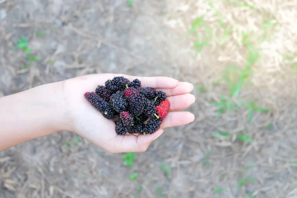 Frutas Frescas Morera Mano Morera Con Muy Útil Para Tratamiento — Foto de Stock