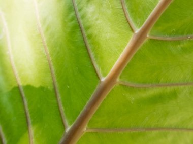 Yeşil Yapraklar arka plan, dalları ve yeşil yaprakları, doğal olarak.