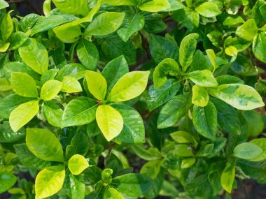 Yeşil Yapraklar arka plan, dalları ve yeşil yaprakları, doğal olarak.