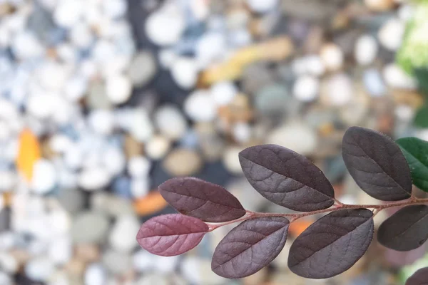 Cerrar hojas de Loropetalum chinense rosa con hojas magenta oscuras . — Foto de Stock