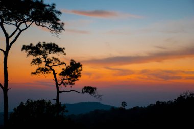 siluet kavramı; Phu Ruea Milli Parkı Sunset View Point, Loei, Tayland, Altın gökyüzü arka plan, gün batımından sonra alacakaranlık gökyüzü.