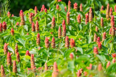 Costus woodsonii çiçek Bahçe, kırmızı düğme zencefil çiçek.