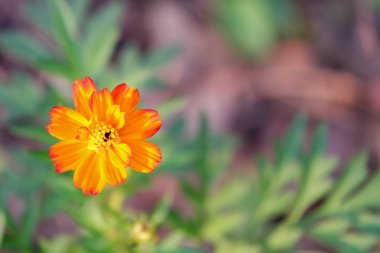 Kükürt Cosmos veya Sarı Cosmos bahçede, üst görünümü.