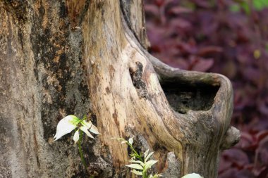 Mor yaprakarka plan ile eski ağaç kütükleri kapatın