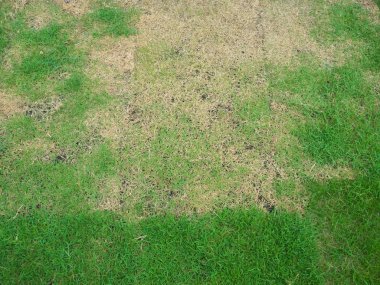 Yeşil çim arka plan, yeşil çim desen dokulu arka plan, 